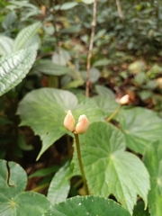 Begonia involucrata, photograph author not stated, no rights reserved