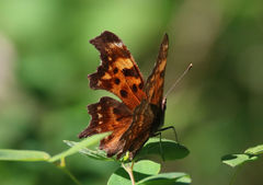 Polygonia faunus faunus