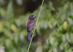 Cyanoloxia cyanoides