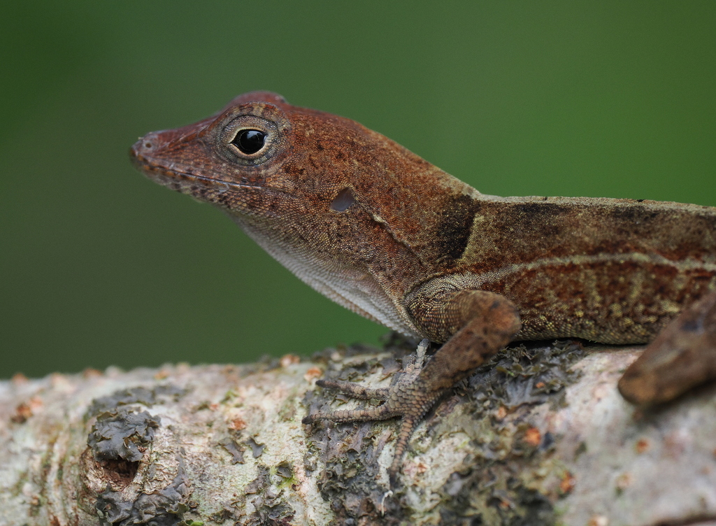 Desert Stout Anole