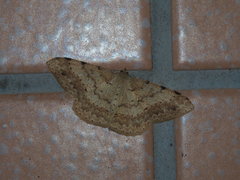 Luxiaria mitorrhaphes