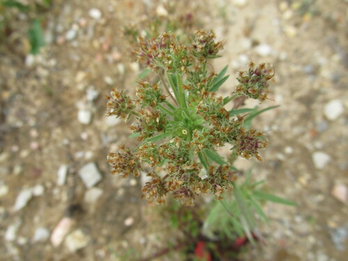 Glandular plantain (Plantago afra)