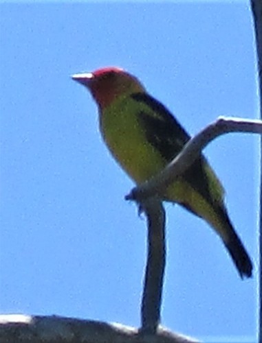 iNaturalist observation photo of Western Tanager