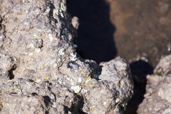 Phidippus octopunctatus