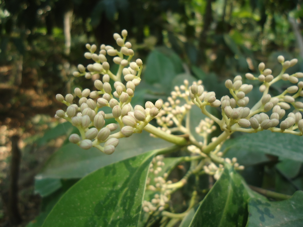 Oecopetalum