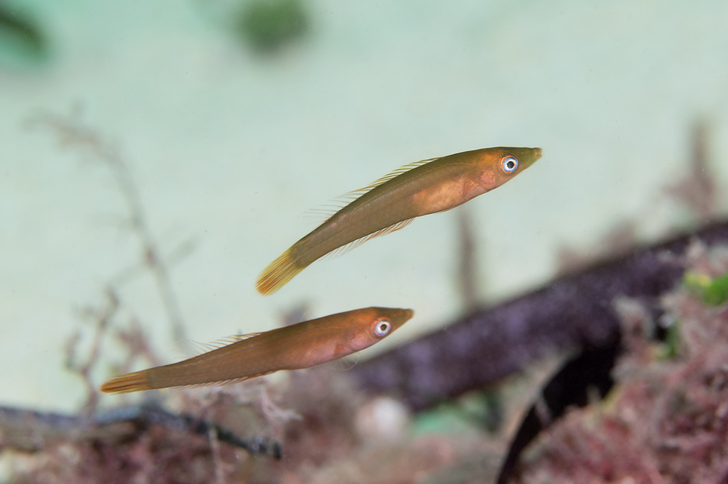 Smalltail wrasse (Pseudojuloides elongatus) — Labridae
