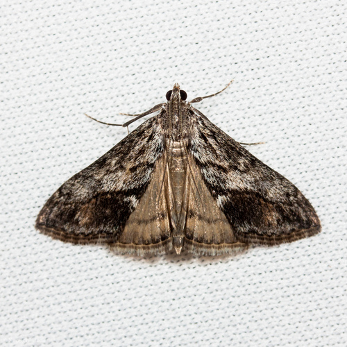 Brown-patched Evergestis photo 2