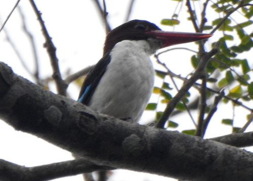 (c) Andy Frank, some rights reserved (CC BY-NC), uploaded by Andy Frank iNaturalist image