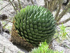 Agave victoriae-reginae