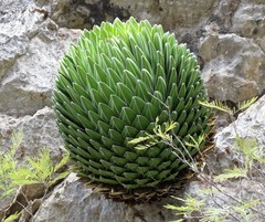 Agave victoriae-reginae