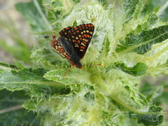 Euphydryas editha