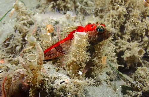 Pit-head sculpin (Icelinus cavifrons) — Cottidae — 4
