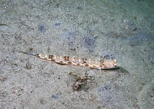 California lizardfish (Synodus lucioceps) — Synodontidae — 4