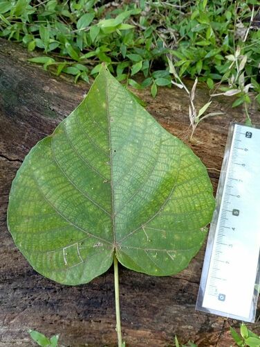 Macaranga dioica observed 2024-10-11