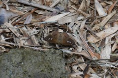 Seseria formosana