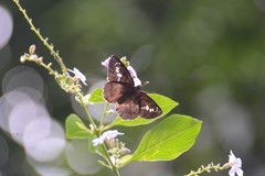 Seseria formosana