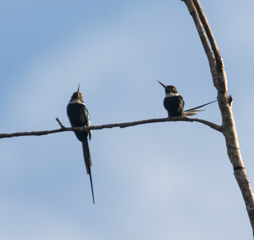 Paradise Jacamar (Galbula dea), photo 3