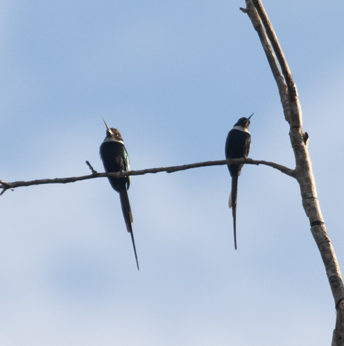 Paradise Jacamar (Galbula dea), photo 4