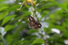 Seseria formosana