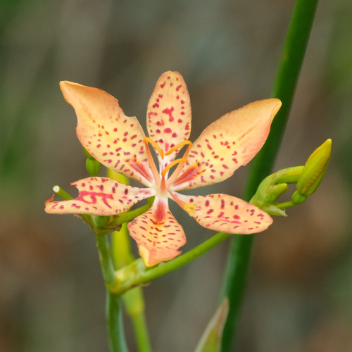 Foto de Flor-leopardo