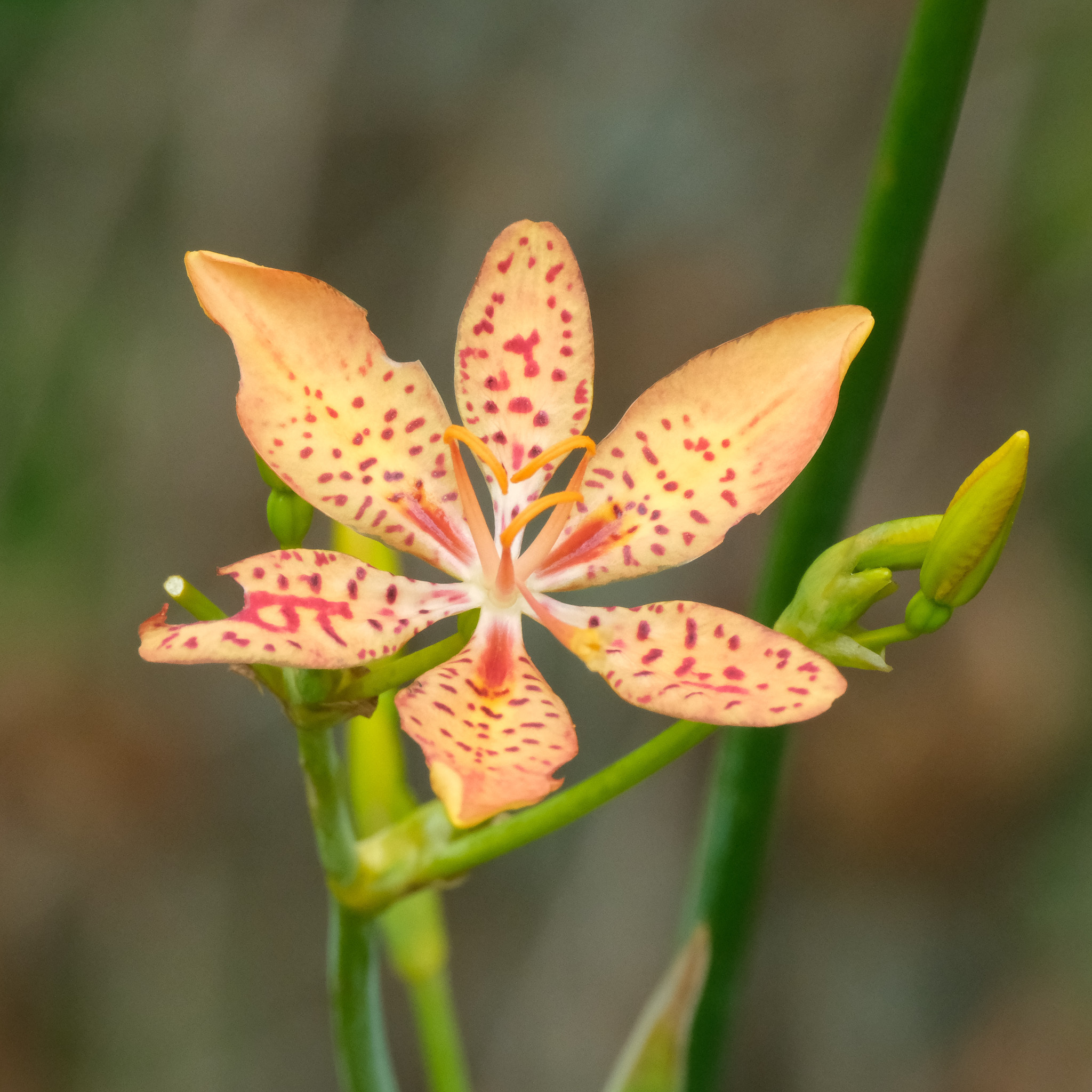 Imagem de Flor-leopardo