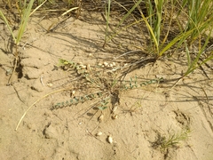 Astragalus altaicola