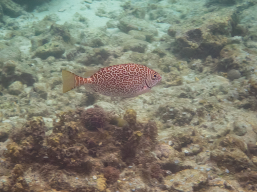 Black spinefoot (Siganus spinus) — Siganidae — 3