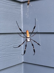 Trichonephila clavipes image
