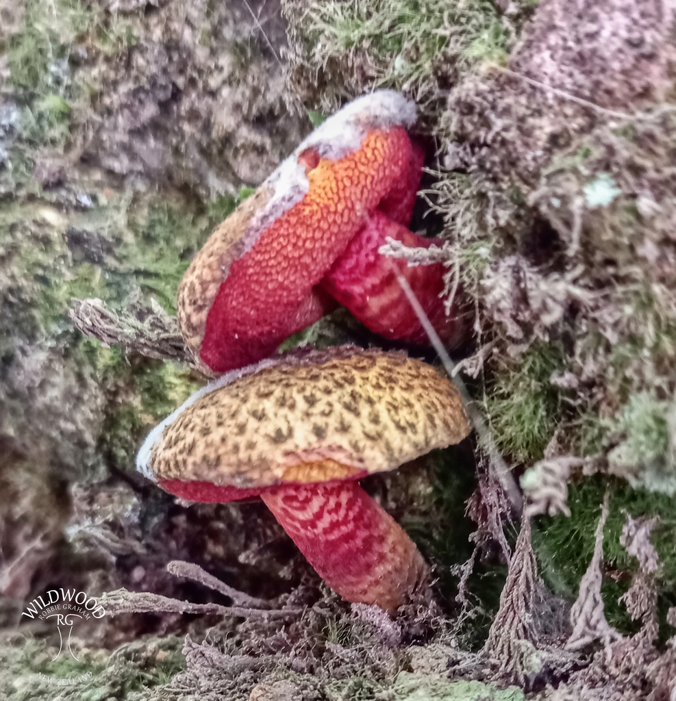 Amoenoboletus mcrobbii · February 2025 · photo: © robbiebgraham (iNaturalist, cc0)