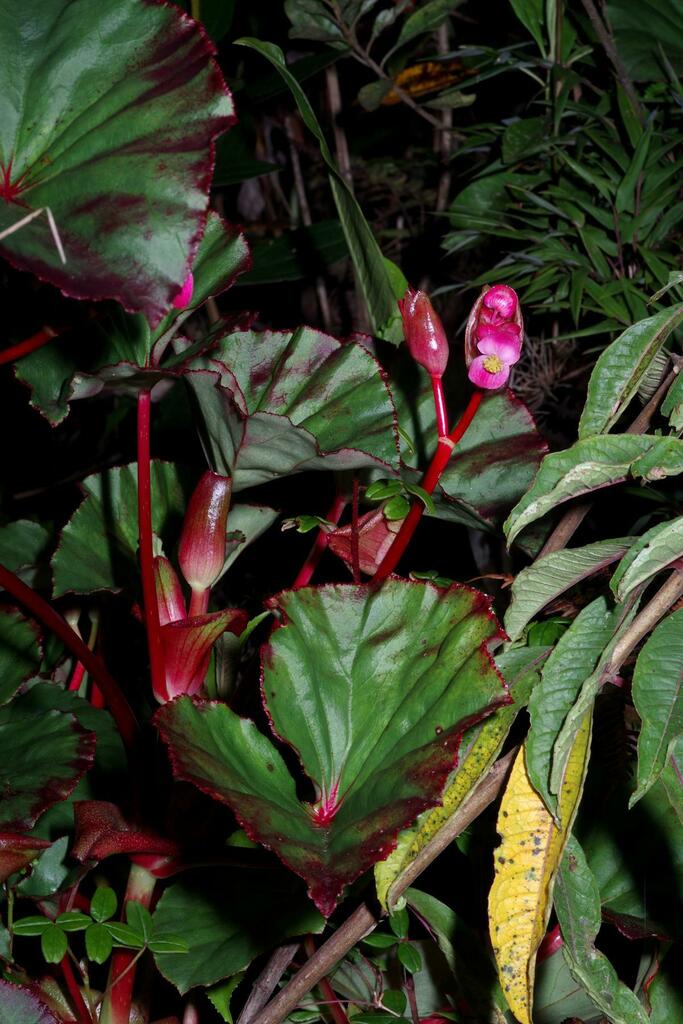 Begonia cyathophora