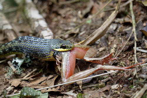 Eastern Madagascar Water Snake