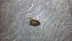 Cyclocephala lunulata