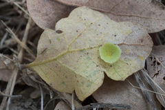 Andricus pattersonae