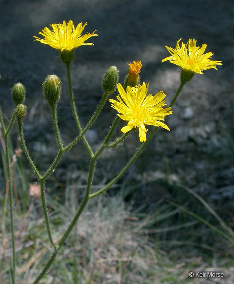 Hieracium parryi