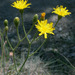 Parry's Hawkweed - Photo (c) 2008 Keir Morse, some rights reserved (CC BY-NC-SA)