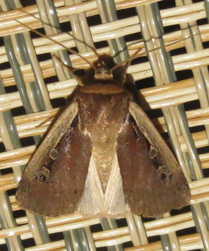 Flame-shouldered Dart