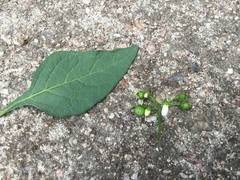 Solanum nigrum