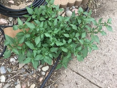 Solanum nigrum