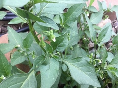Solanum nigrum
