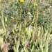 Hieracium scouleri - Photo (c) Jason Sturner, algunos derechos reservados (CC BY)