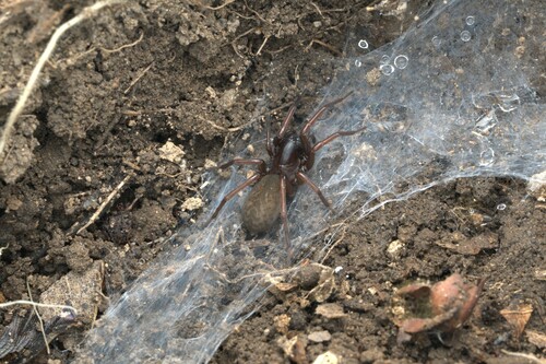 Draconarius hangzhouensis