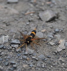 Urocerus flavicornis