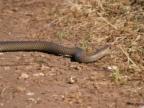 Eastern Brown Snake sighting