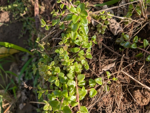 Coleus prostratus, 2025-02-02