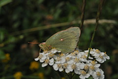 Colias hecla