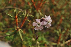Silene repens