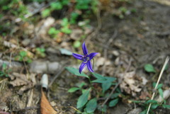 Campanula aurita