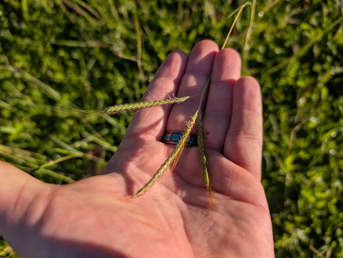 Dichanthium aristatum observed 2025-02-02