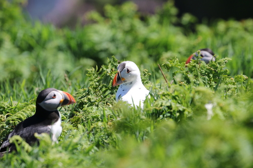 Puffin
