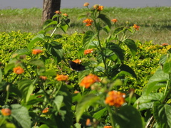 Lepidoptera